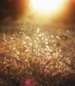 Mindfulness-Based Stress Reduction Training (MBSR)